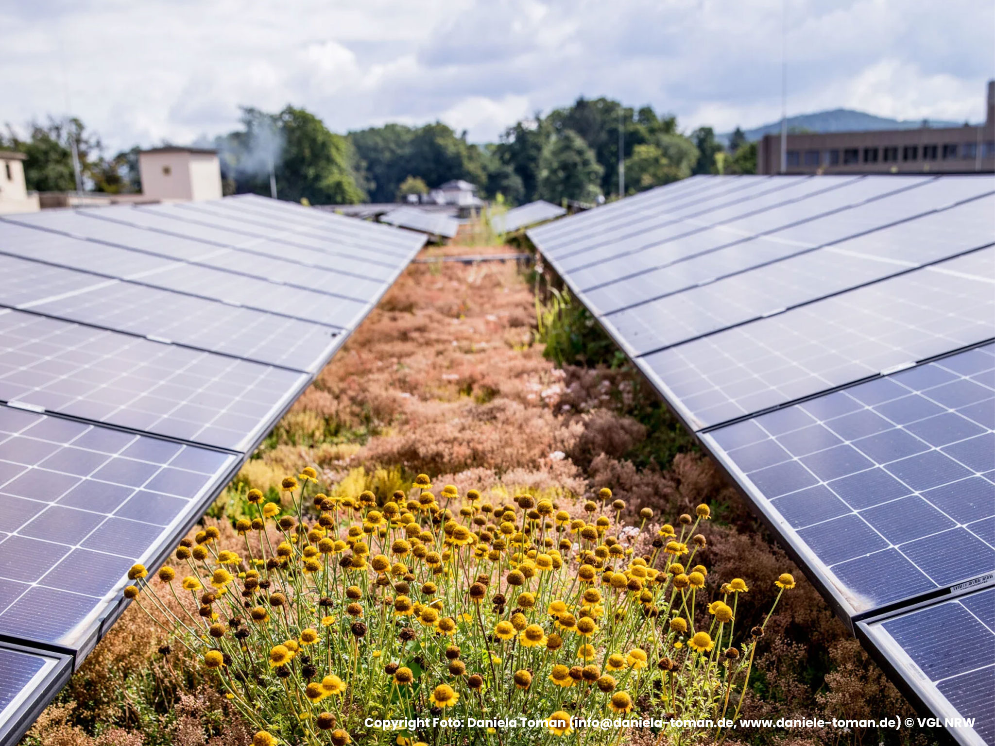 Bluehendes Gruendach mit Photovoltaik-Modulen, Referenzprojekt Moeller Real Estate von HDG Dachtechnik